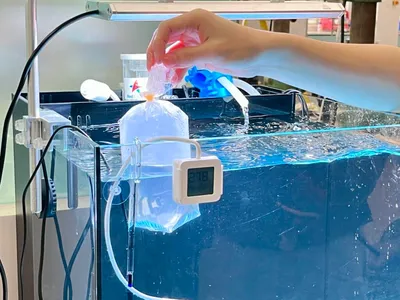 維護海洋缸